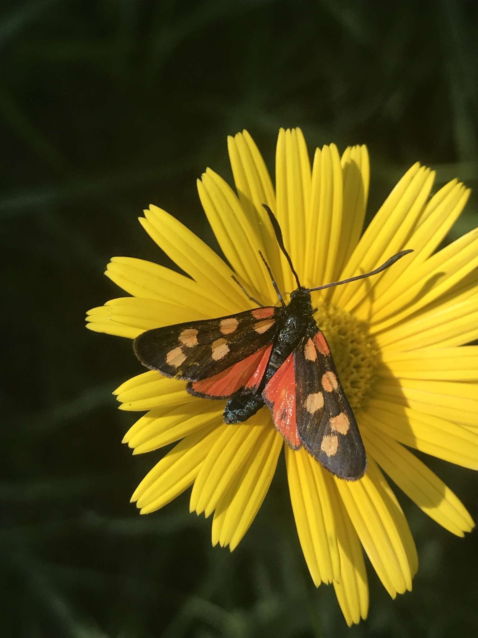 Image of Zygaena angelicae Ochsenheimer 1808