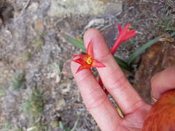 Image of Habranthus gracilifolius Herb.