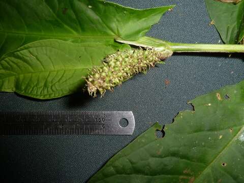 Image of Piper sagittifolium C. DC. ex Pittier