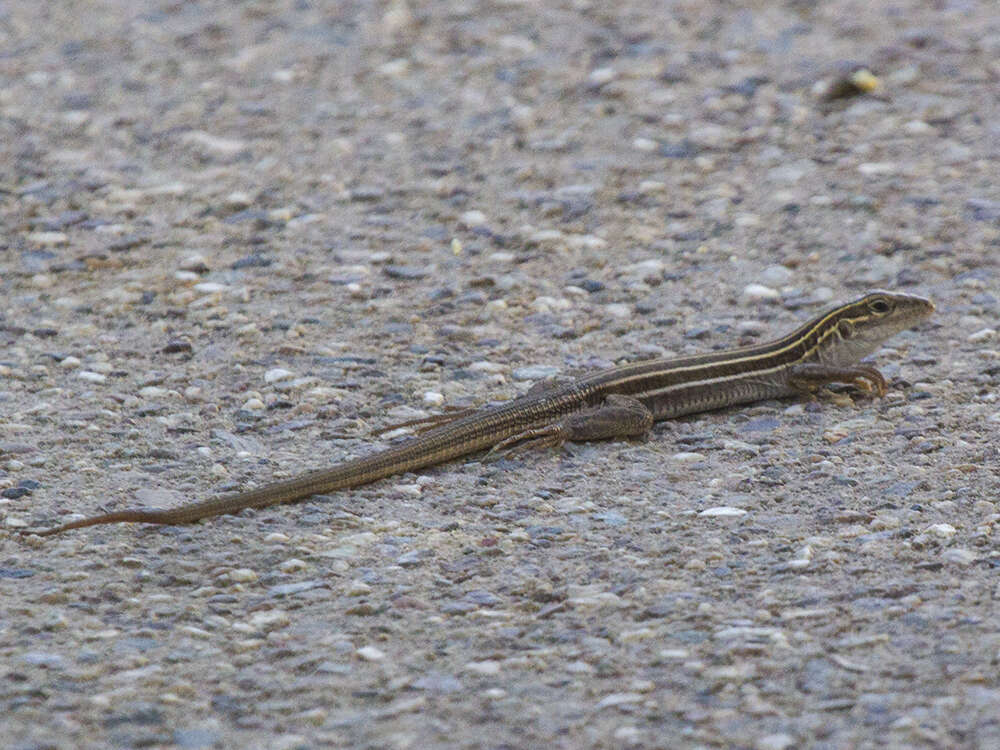 Image of Sonoran Spotted Whiptail