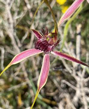 Image of Blushing spider orchid