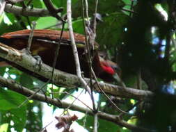 Image of Chestnut Woodpecker