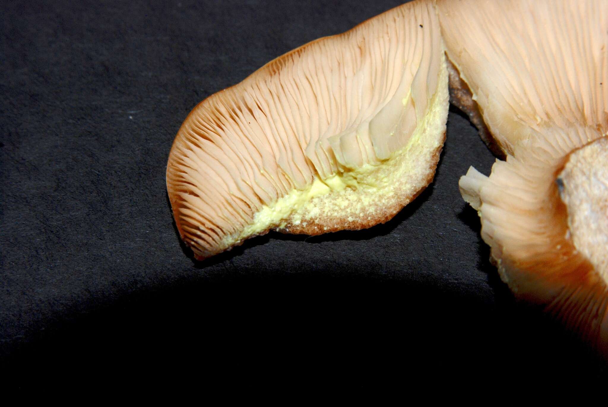 Image of Lactarius xanthogalactus Peck 1907