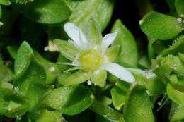 Image of Arenaria reptans Hemsl.