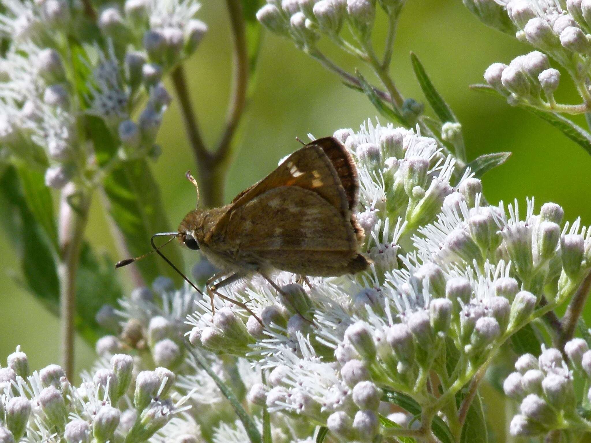 Atalopedes campestris Boisduval 1852 resmi