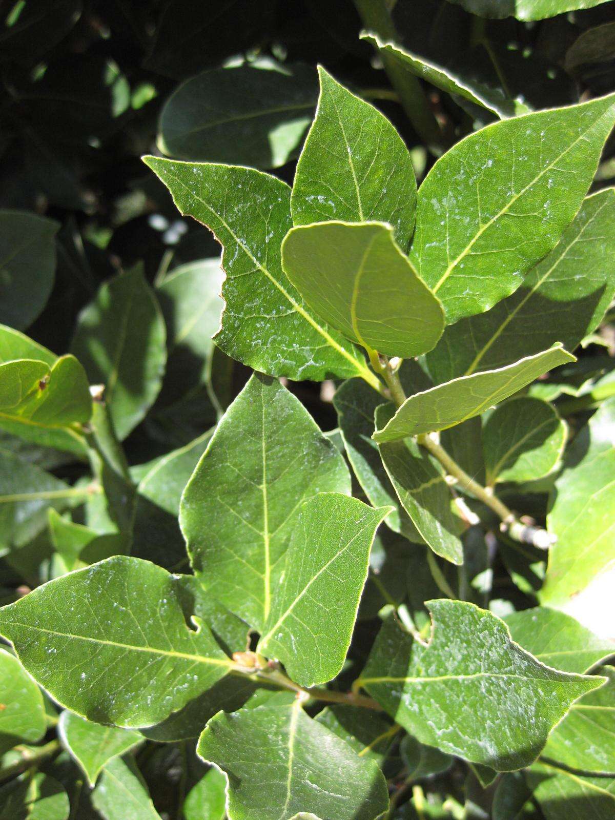 Image of Laurus Nobilis