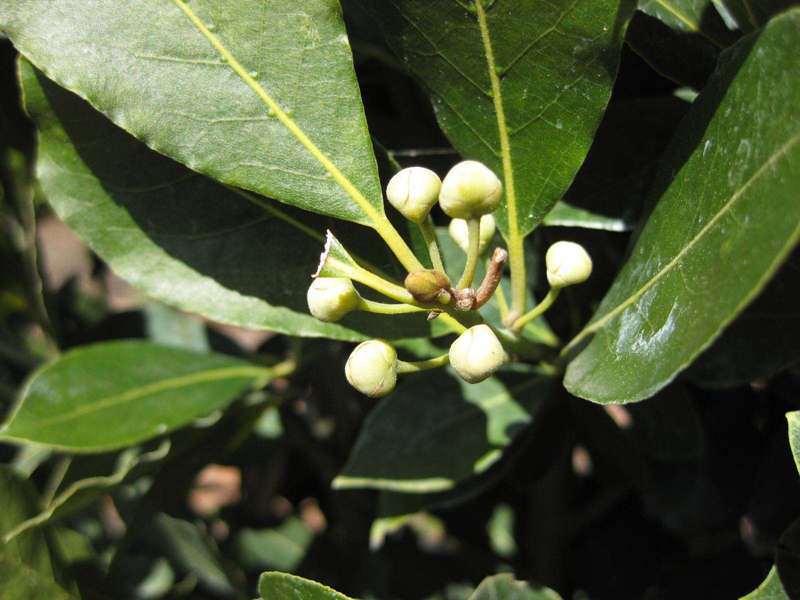 Image of Laurus Nobilis