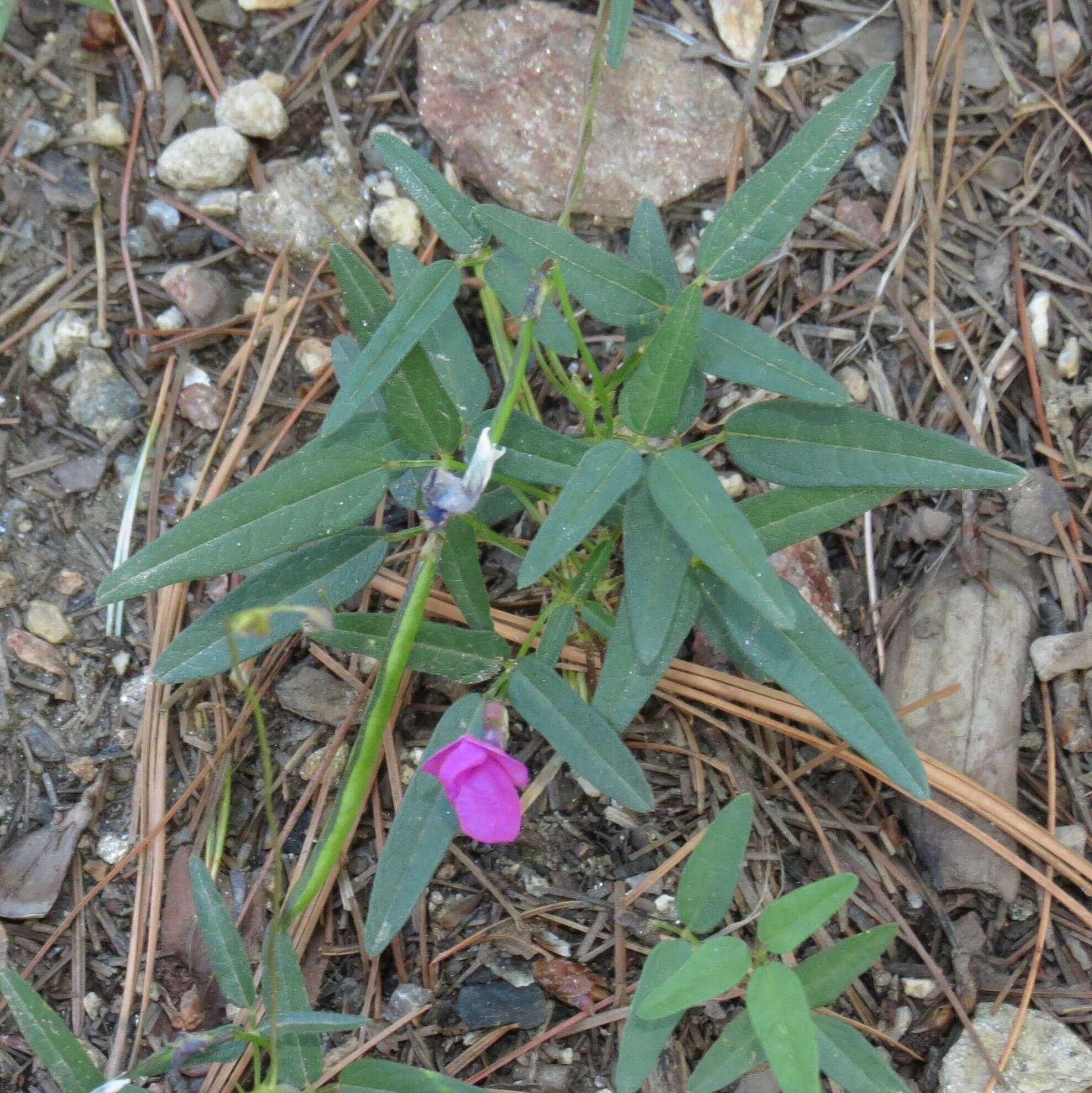 Image of Pinos Altos Mountain bean