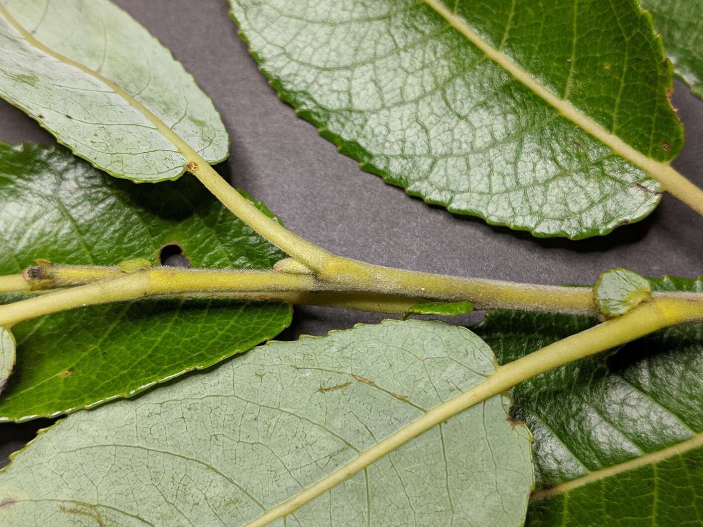 Image of bayberry willow