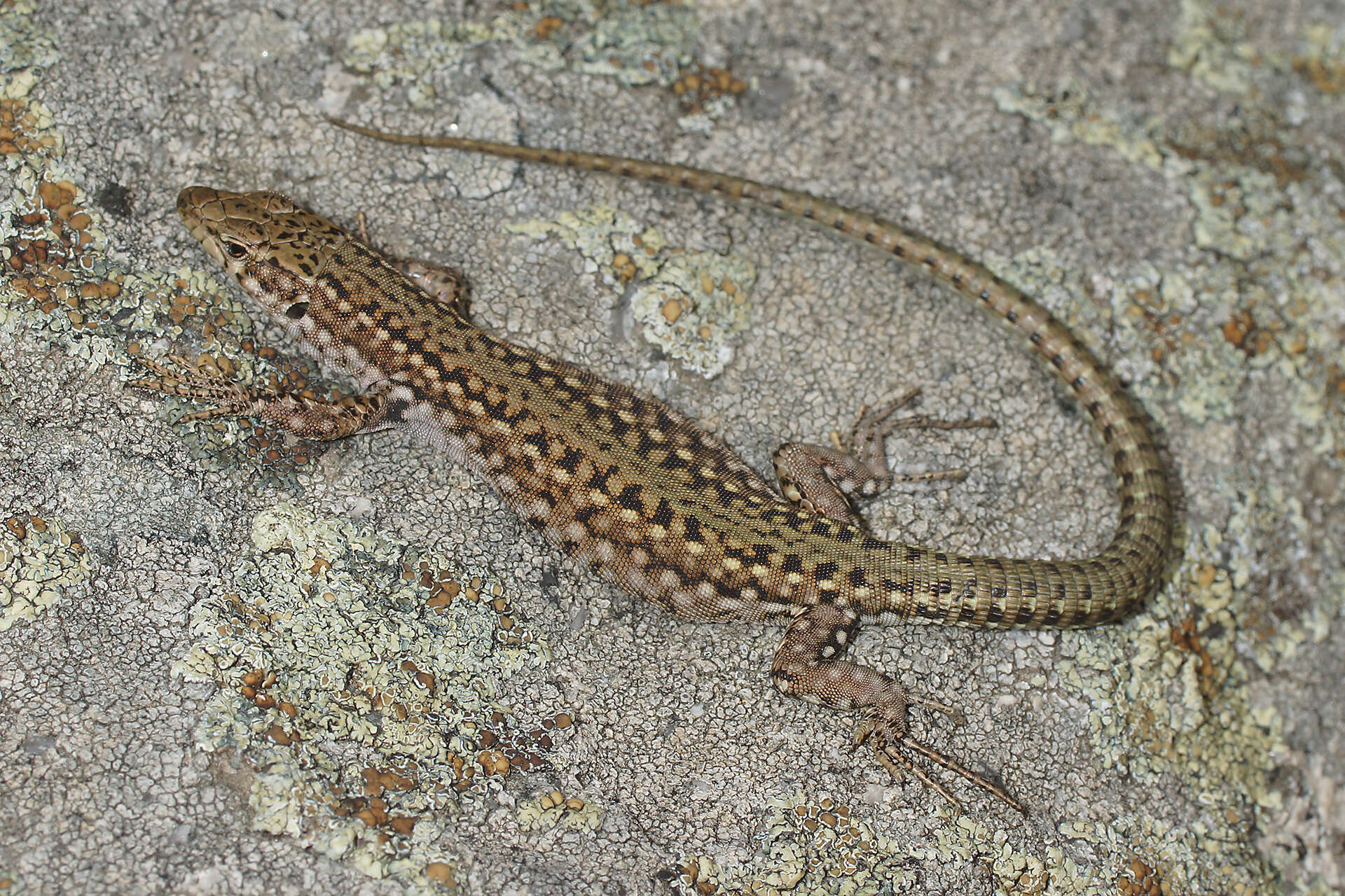 Image of Podarcis guadarramae guadarramae (Boscá 1916)