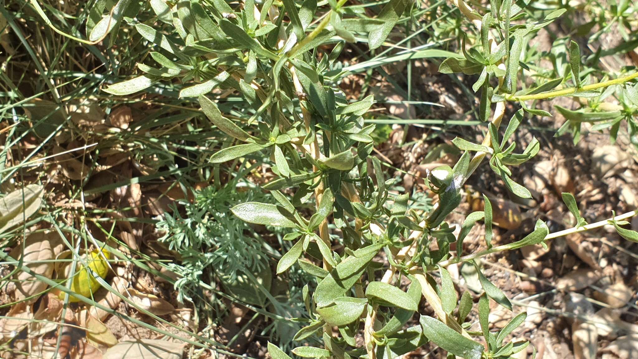 Image de Isocoma menziesii var. vernonioides (Nutt.) G. L. Nesom