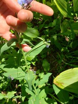 Слика од Mertensia paniculata var. borealis (J. F. Macbr.) L. O. Williams