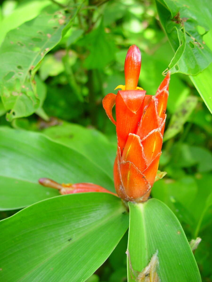 Image of spiral ginger