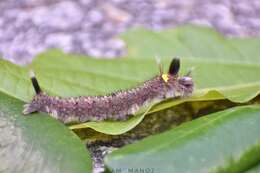 Слика од Euthrix isocyma Hampson 1892