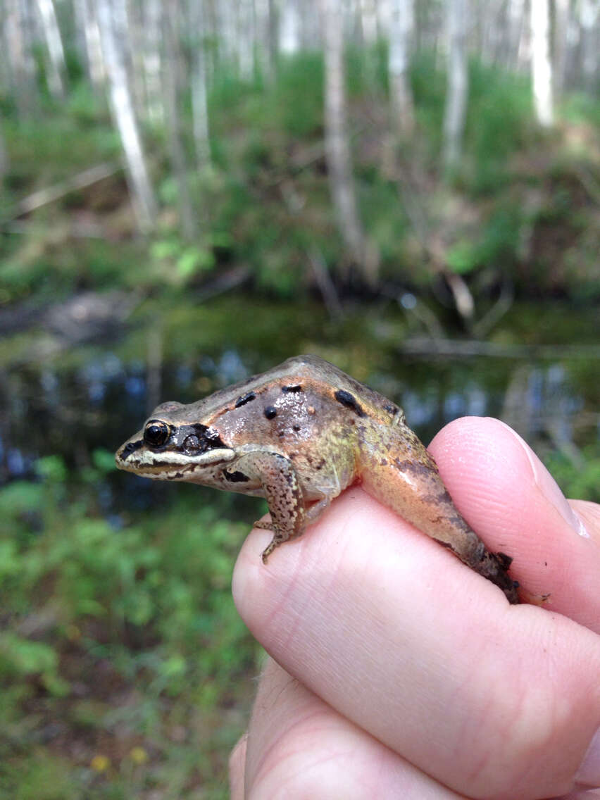 Image of Wood Frog