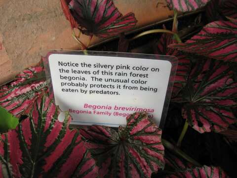 Image of Begonia brevirimosa Irmsch.