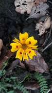 Imagem de Bidens ocellatus (Greenm.) T. E. Melchert