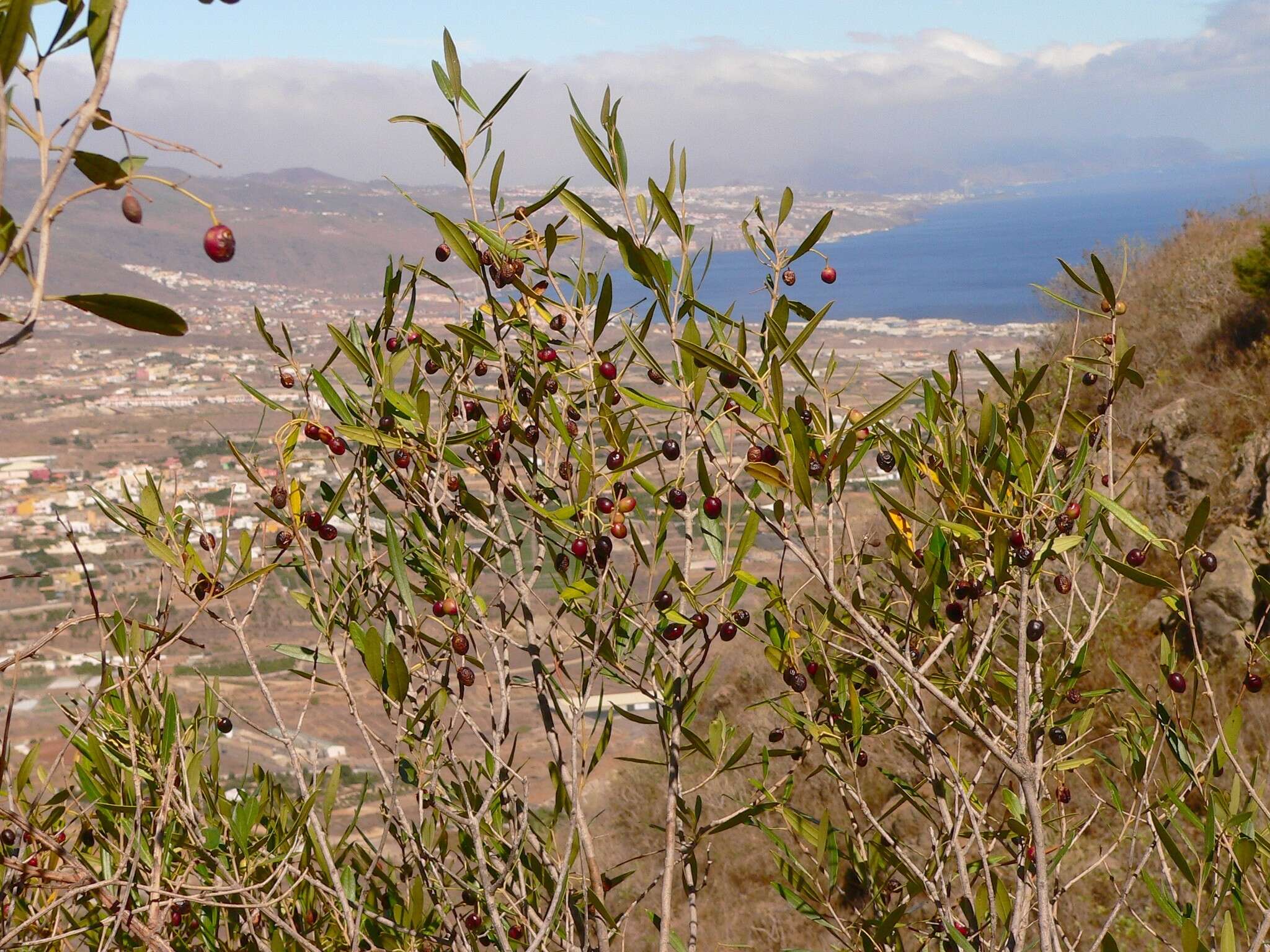 Image of Olea europaea subsp. guanchica P. Vargas, J. Hess, Muñoz Garm. & Kadereit