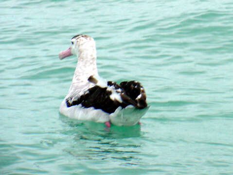 Image of Wandering albatross