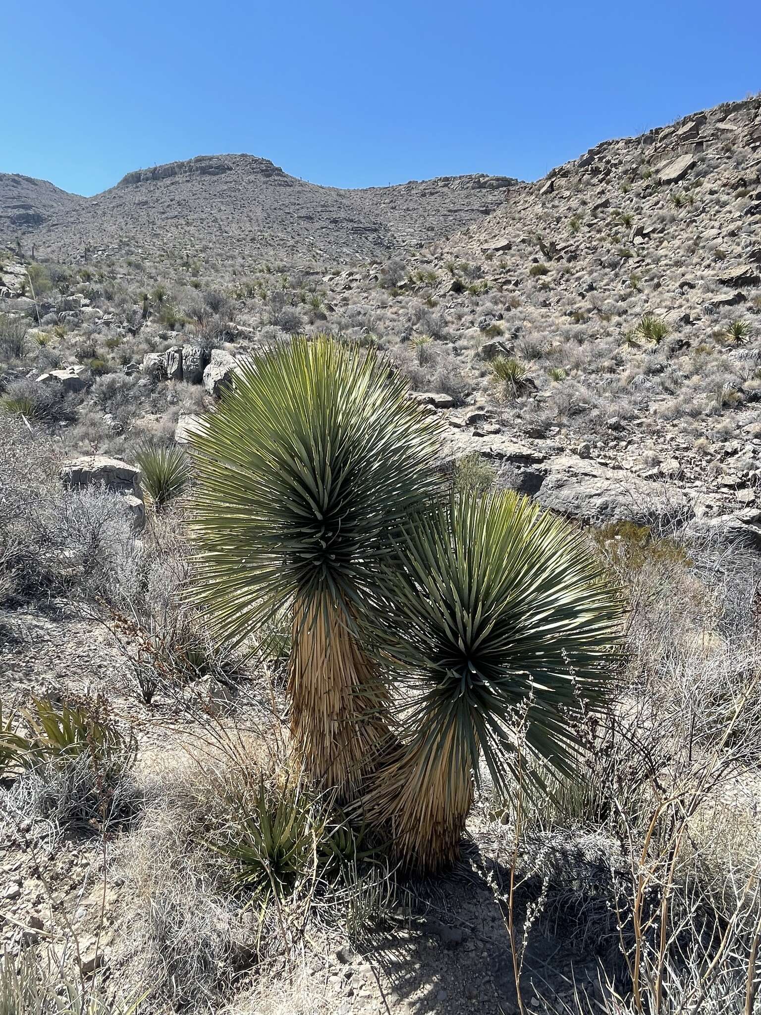 Image of Yucca rostrata Engelm. ex Trel.