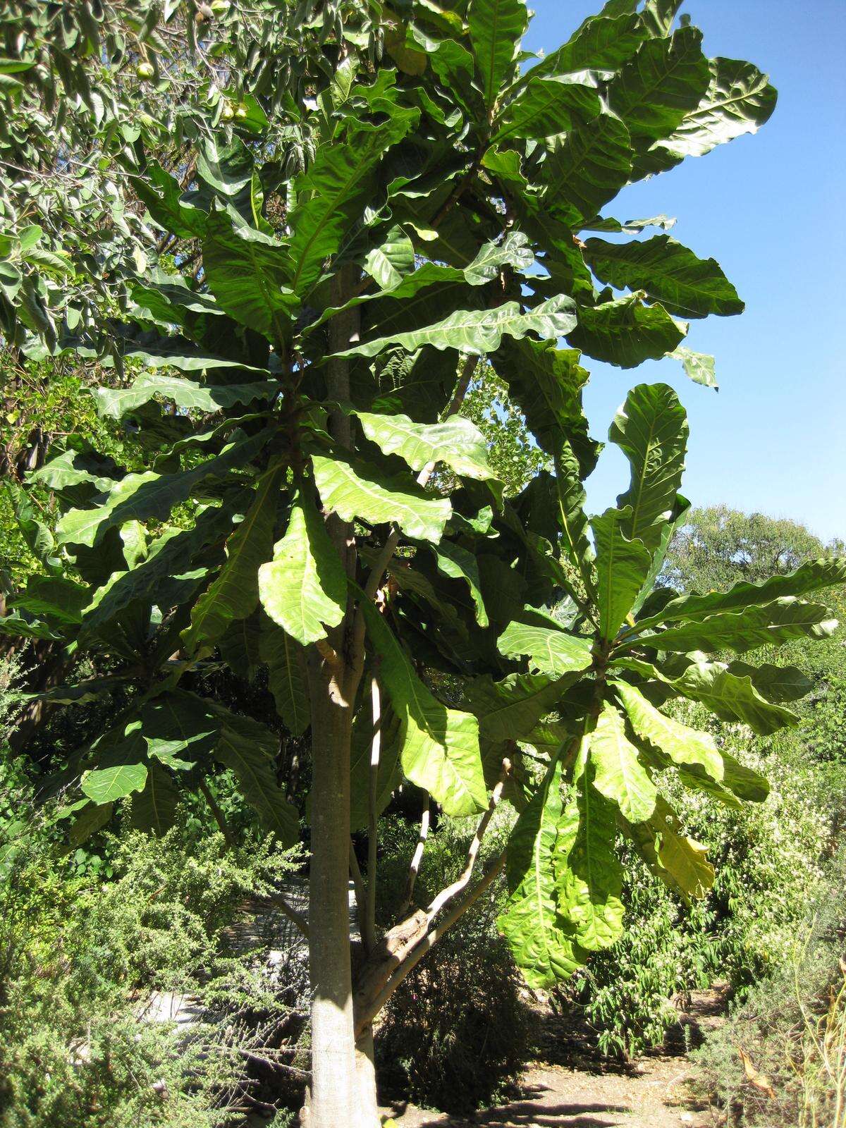 Image de Anthocleista grandiflora Gilg