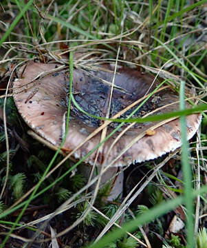 Image de Russula griseoviridis McNabb 1973