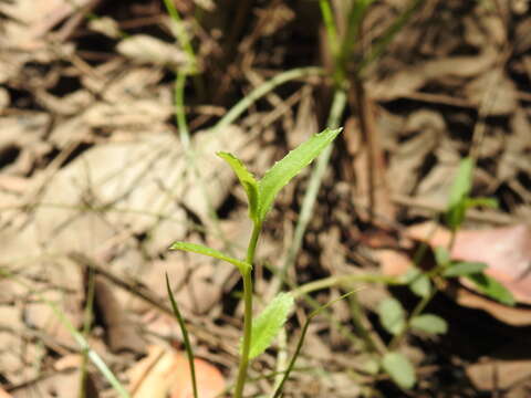 Image of Chinese raspwort