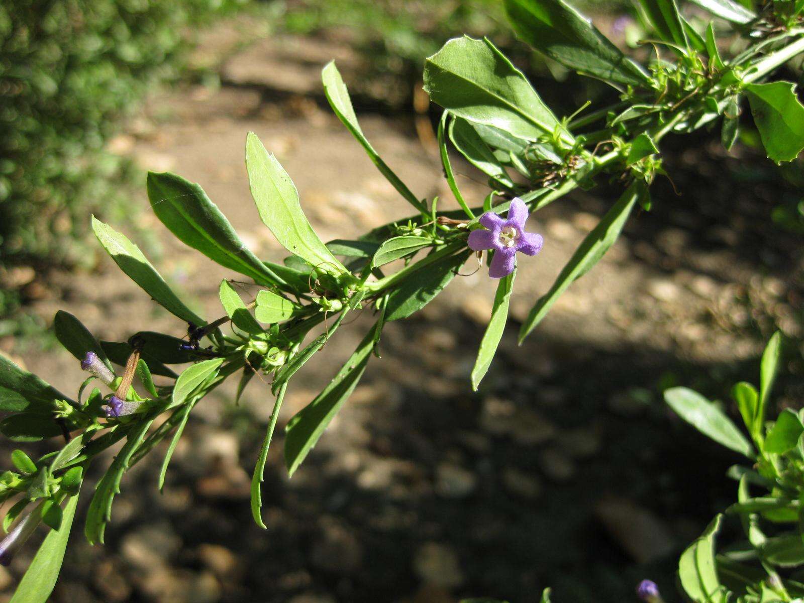 Image of Mauve freylinia