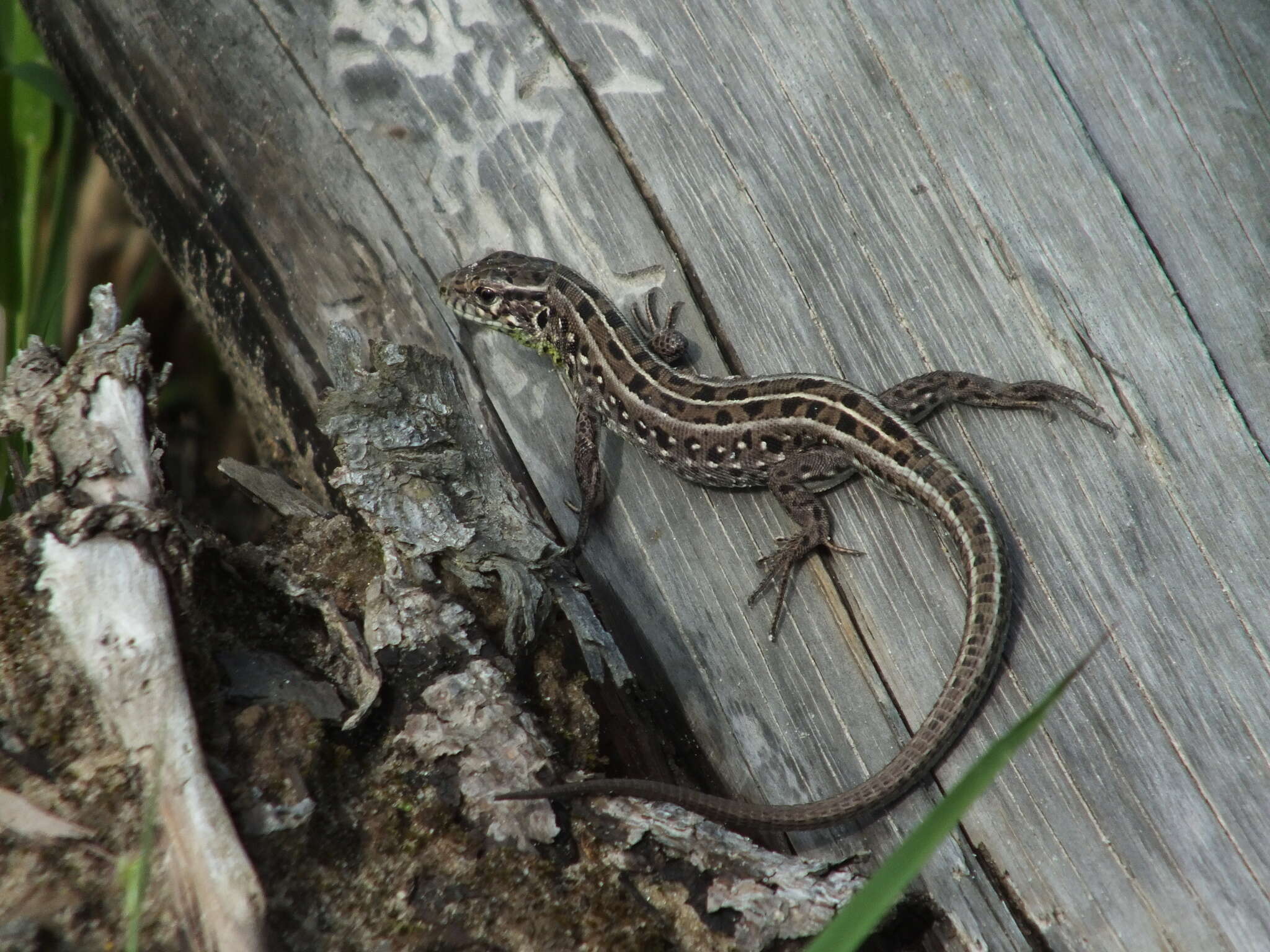 Image of Lacerta agilis exigua Eichwald 1831