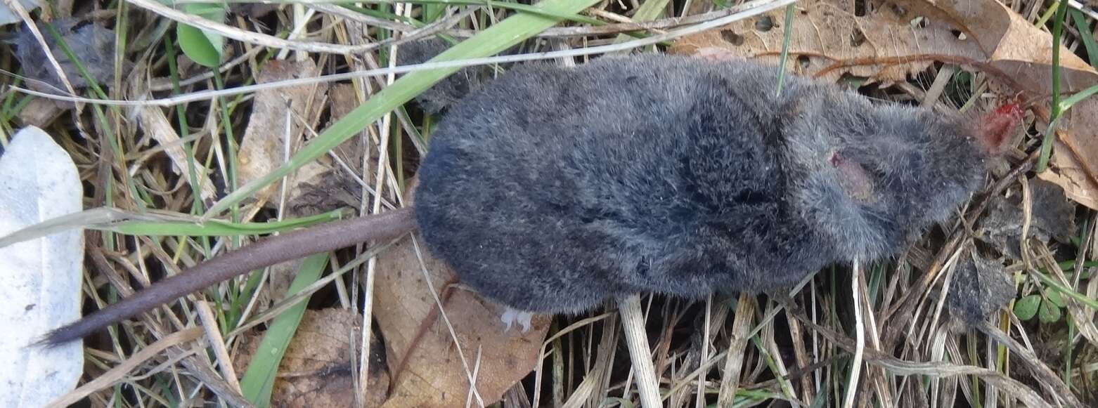 Image of Smoky Shrew