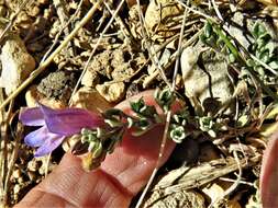 Image of mat penstemon