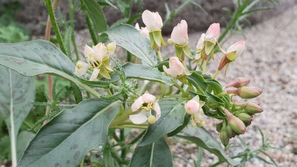 Eremothera boothii subsp. condensata (Munz) W. L. Wagner & Hoch的圖片