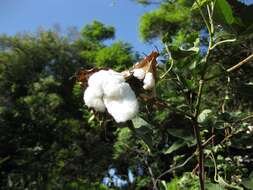 Image of Sea Island Cotton