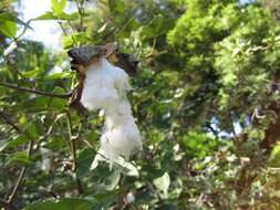 Image of Sea Island Cotton