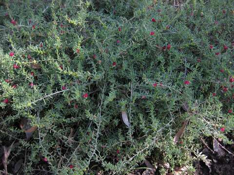 Image of barrier saltbush