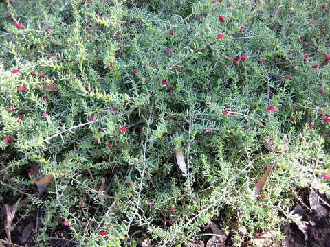 Image of barrier saltbush