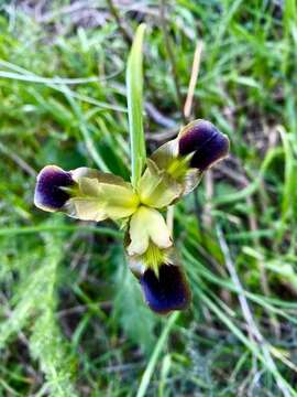 Image of Iris tuberosa L.