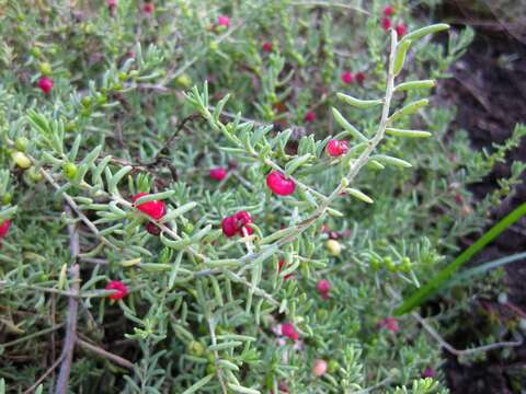 Image of barrier saltbush