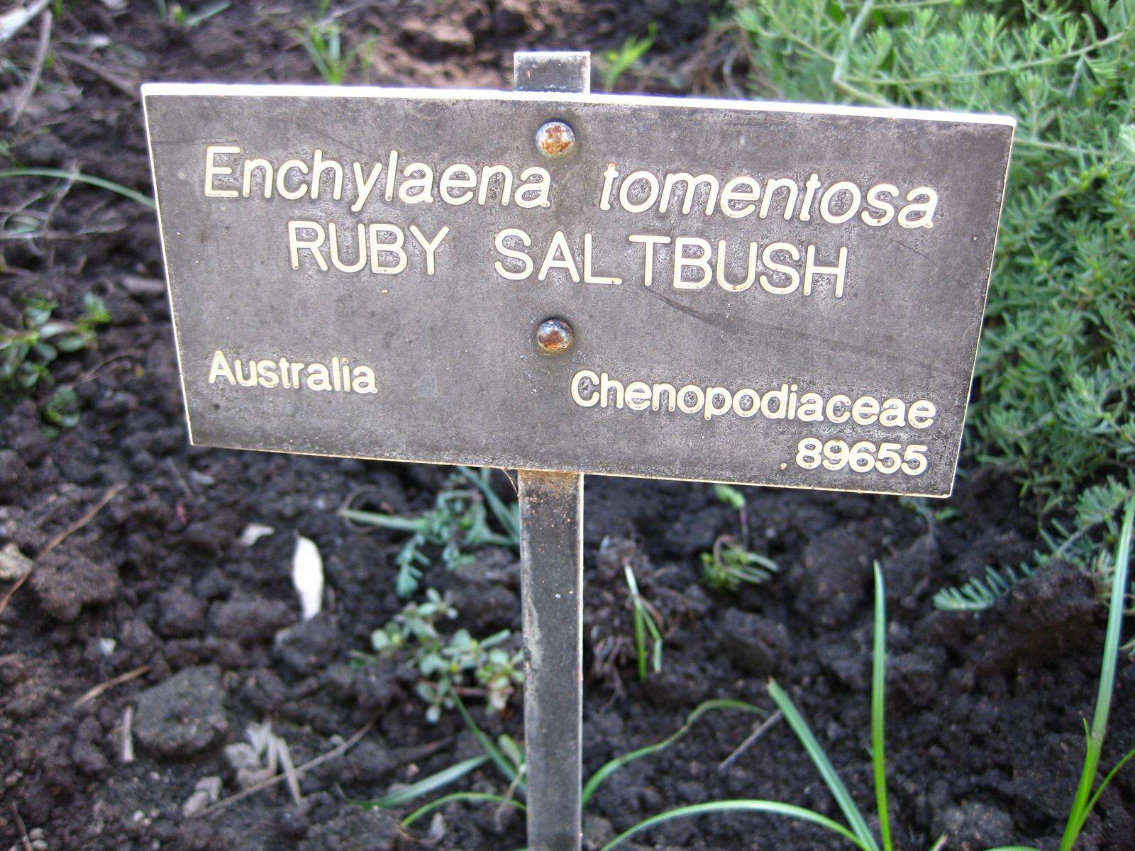 Imagem de Enchylaena tomentosa R. Br.