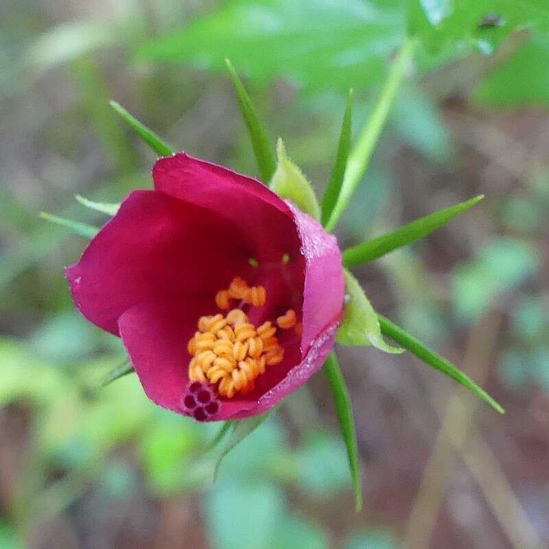 Image of Brazilian rosemallow