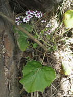 Image of Pericallis webbii (Sch. Bip.) C. Bolle