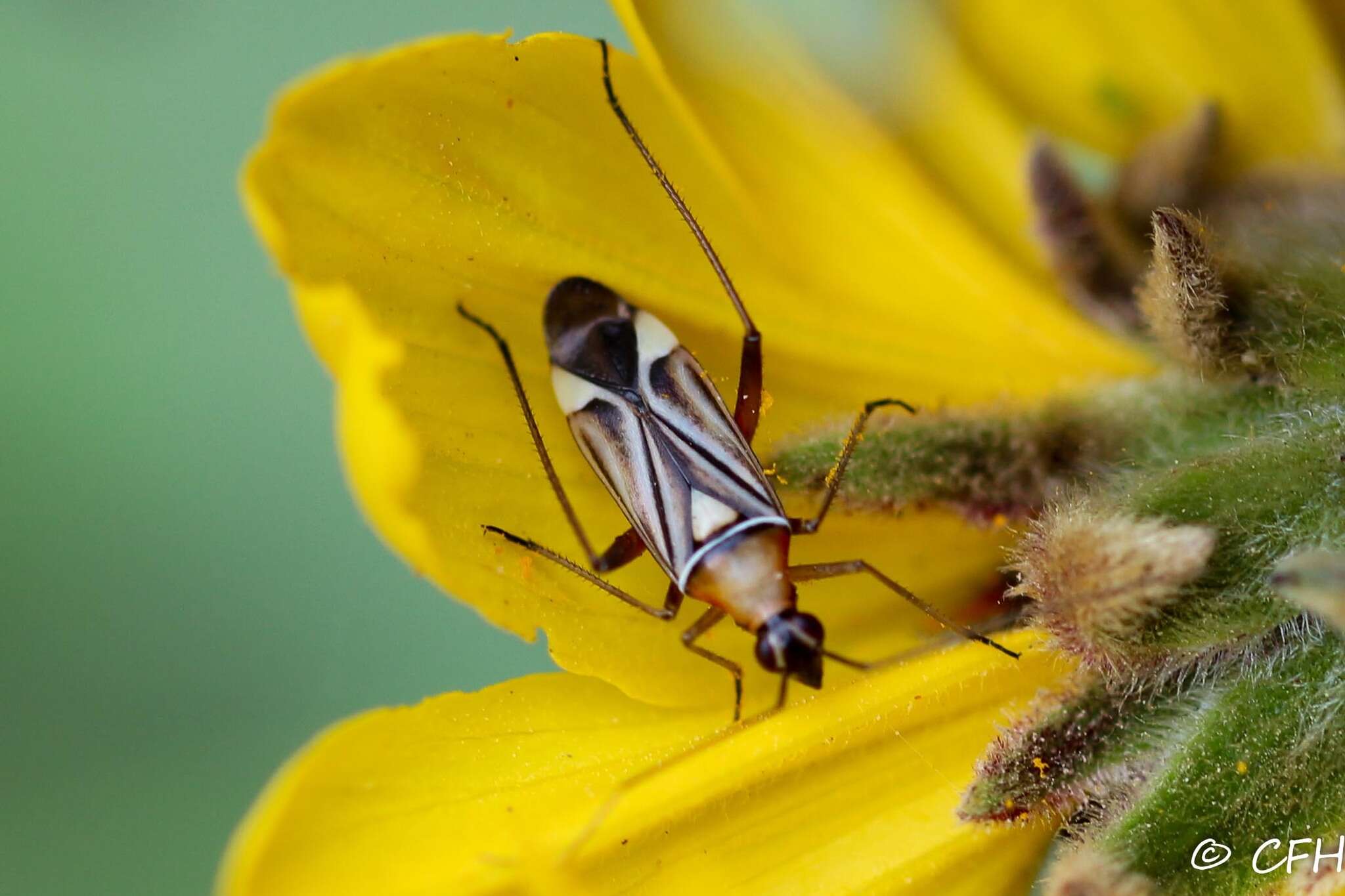 Image of Closterocoris amoenus (Provancher 1887)