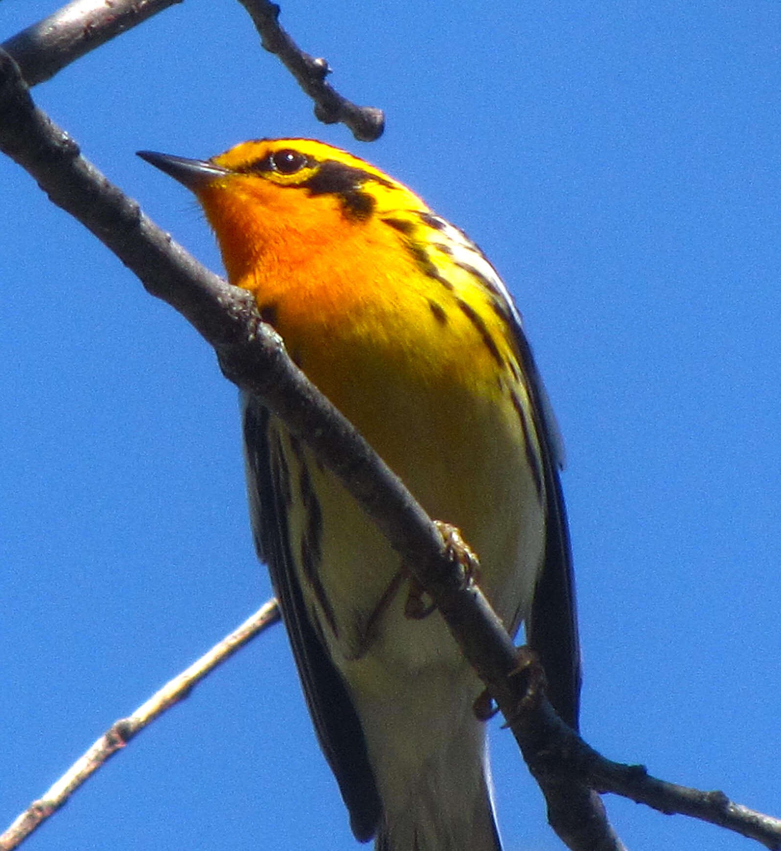 Image of Blackburnian Warbler