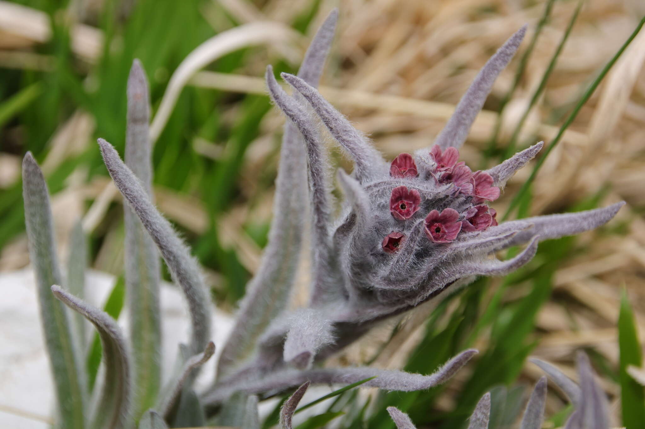 Cynoglossum magellense Ten.的圖片