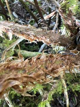 Image of One-Tooth Wood Fern