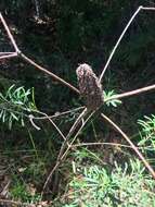 Imagem de Banksia spinulosa var. collina (R. Br.) A. S. George