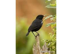 Image of Sooty Chat