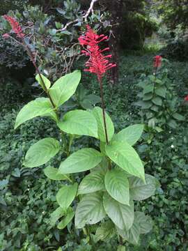 Image of Cardinal's guard flower