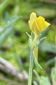 Image of Linaria munbyana Boiss. & Reuter