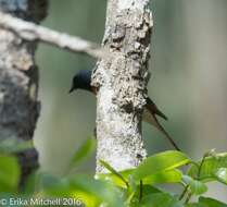 Plancia ëd Pericrocotus cinnamomeus (Linnaeus 1766)